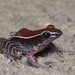 Mahogany Frog - Photo (c) John Sullivan, some rights reserved (CC BY-NC), uploaded by John Sullivan