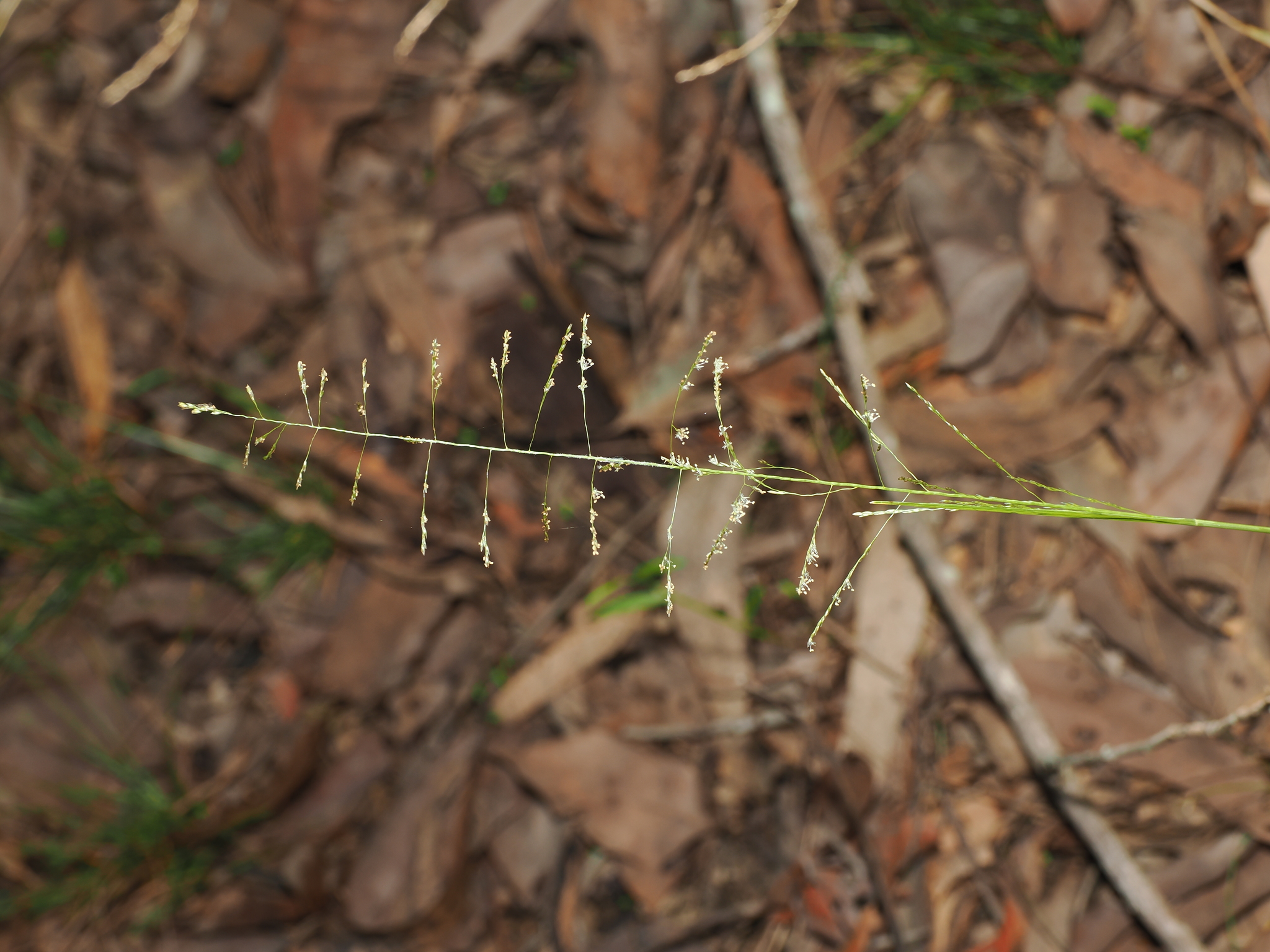 Steinchisma Laxum (Steinchisma laxum)