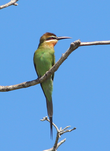 Olive Bee-eater