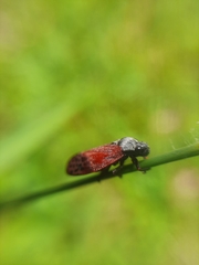 Mahanarva rubripennis