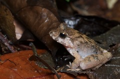 Limnonectes malesianus
