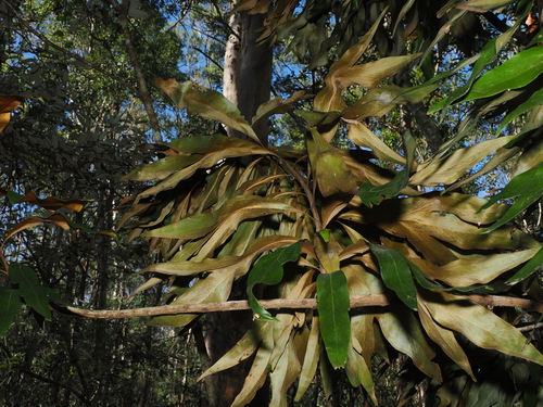 Brown Silky Oak (Grevillea baileyana)
