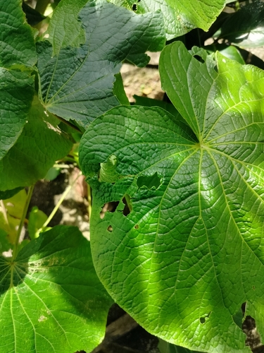 Piper umbellatum