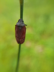 Mahanarva rubripennis