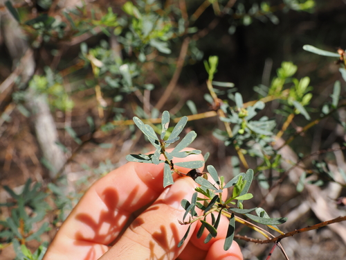orange pultenaea (Pultenaea euchila)