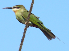 Olive Bee-Eater photo 5