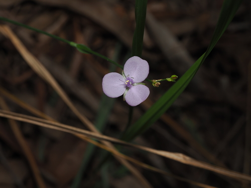 Grass Lily (Murdannia graminea)