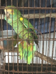 Amazona barbadensis