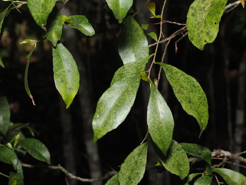Hard Quandong (Elaeocarpus obovatus)