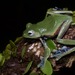 Norhayati's Flying Frog - Photo (c) John Sullivan, some rights reserved (CC BY-NC), uploaded by John Sullivan