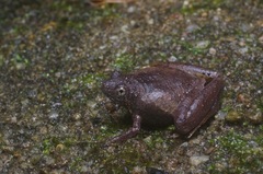 Microhyla berdmorei