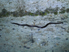 Atractus duboisi