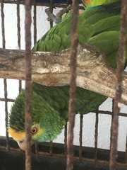 Amazona barbadensis