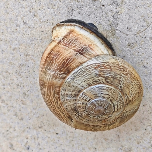 Eobania vermiculata