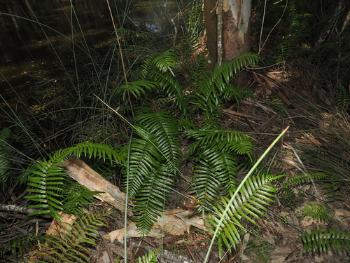 swamp water fern (Telmatoblechnum indicum)