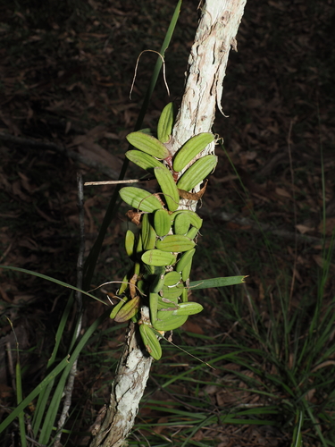 tongue orchid (Dendrobium linguiforme)
