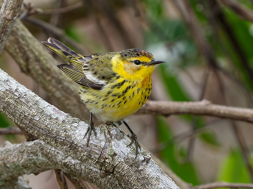 Cape May Warbler