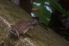 Ingerophrynus parvus