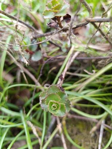 Caucasian Stonecrop (Phedimus spurius)