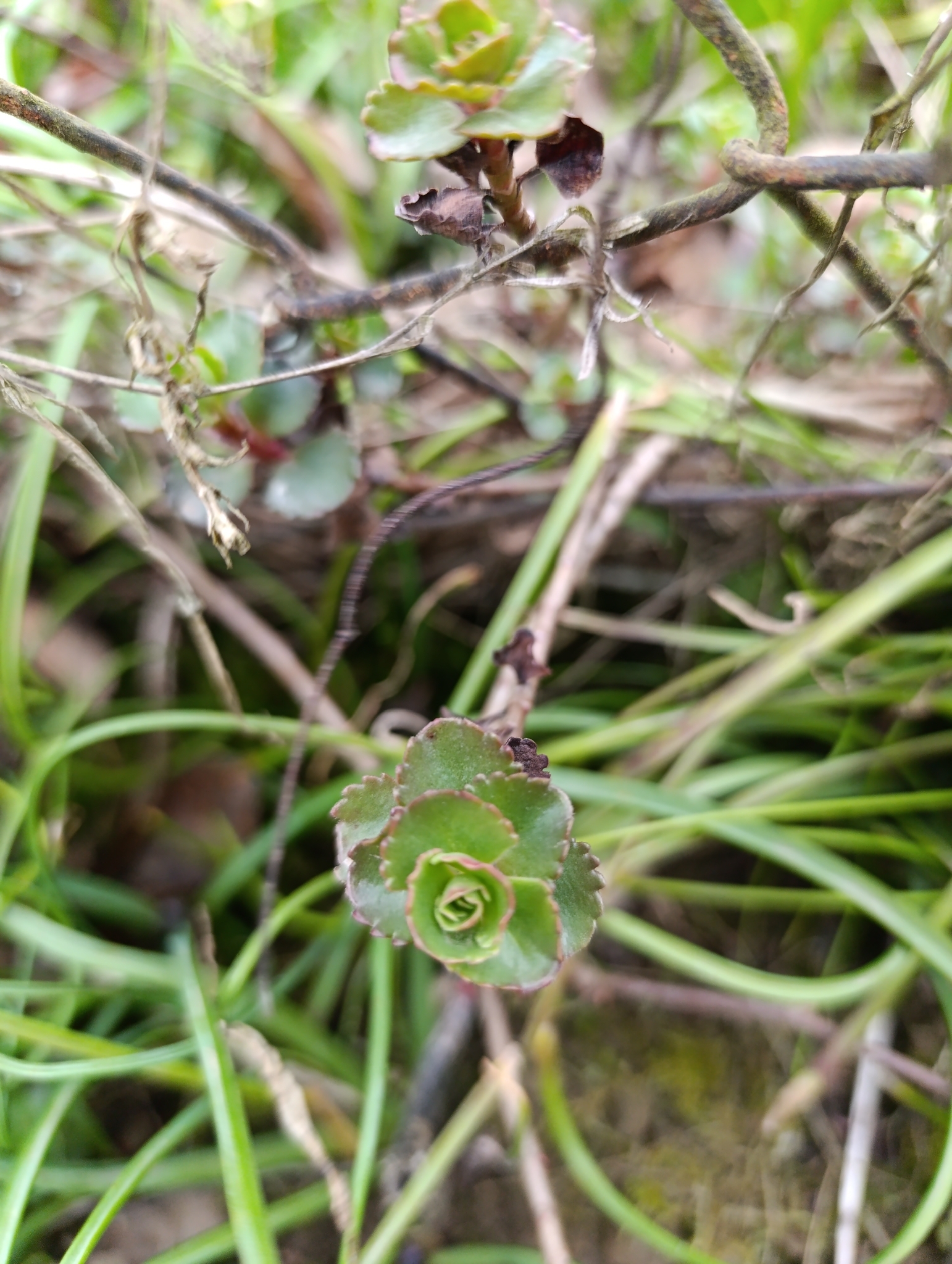 Caucasian Stonecrop (Phedimus spurius)