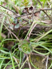 Orpin D'arménie (Phedimus spurius)
