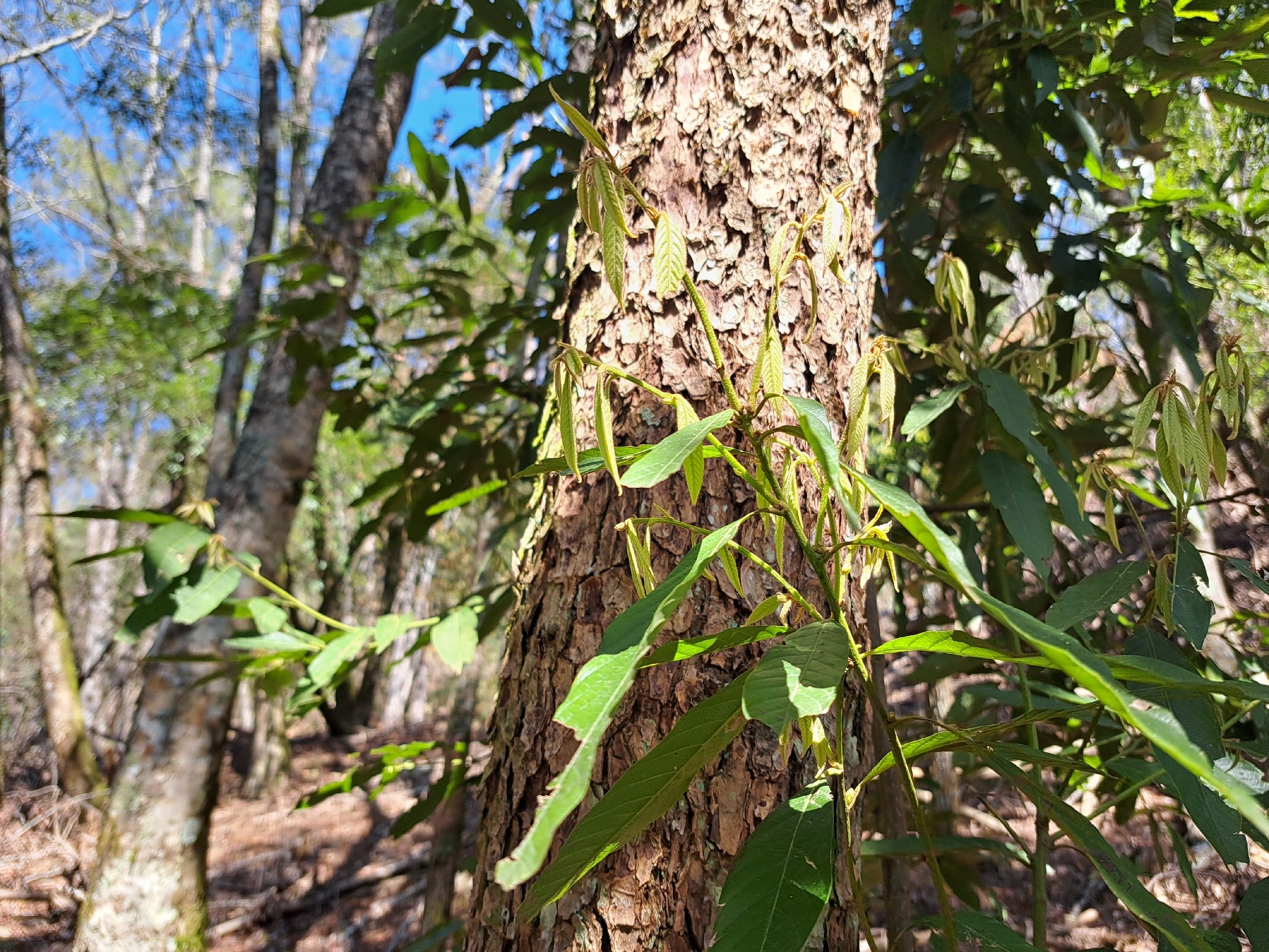 Lithocarpus amygdalifolius