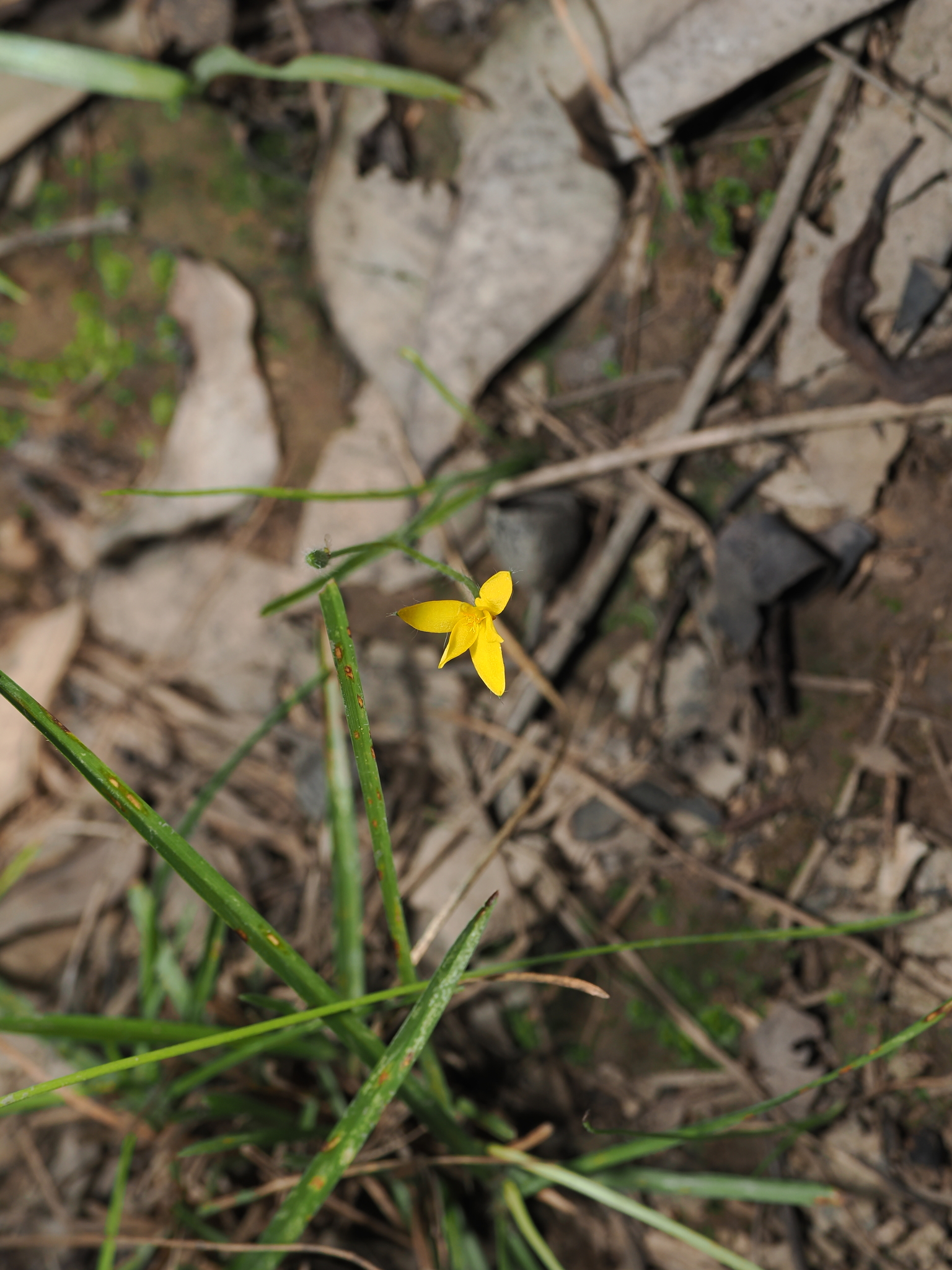 Golden Weather-Grass (Hypoxis hygrometrica)