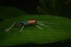 Macroxiphus sumatranus