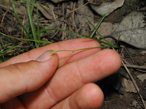 Hypoxis hygrometrica, photograph 3