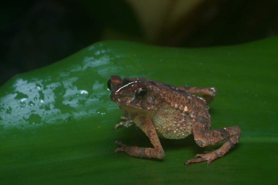 Gollum's Toad