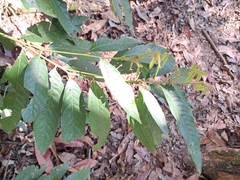 (c) vrxz, some rights reserved (CC BY-SA) Lithocarpus amygdalifolius, photograph (c) vrxz, some rights reserved (CC BY-SA)