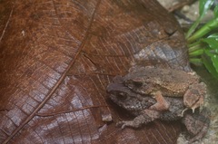 Ingerophrynus parvus