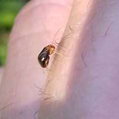 Halticus luteicollis