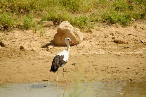 European White Stork