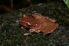Nyctixalus pictus