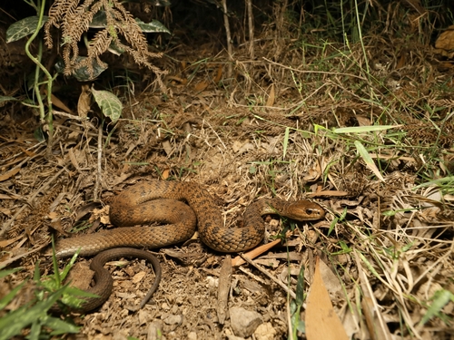 Rough-scaled Snake