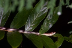 Dendrelaphis caudolineatus