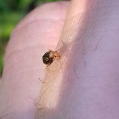 Halticus luteicollis