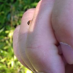 Halticus luteicollis