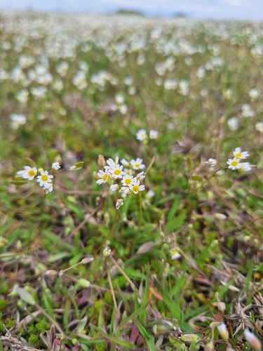 Common Whitlowgrass