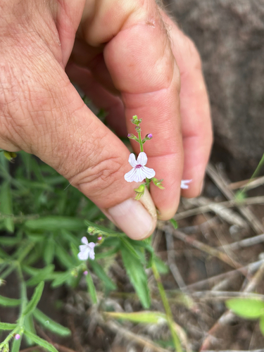 Slenderleaf Keepsafe (Endostemon tenuiflorus)