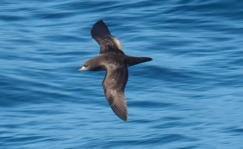 Flesh-footed Shearwater