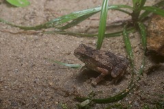 Ingerophrynus parvus