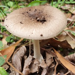 Amanita marmorata