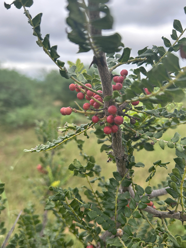 Small knobwood (Zanthoxylum capense)