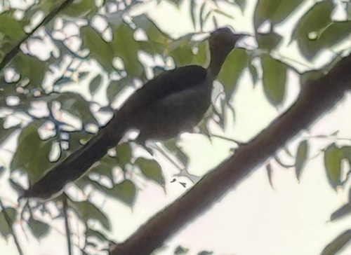 White-necked Rockfowl