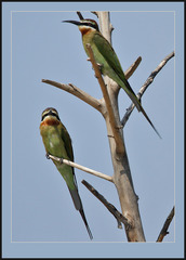 Olive Bee-Eater photo 2