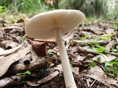 Amanita marmorata