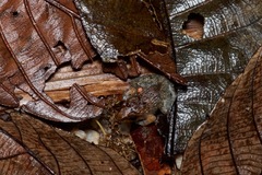 Limnonectes plicatellus