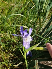 Iris longipetala